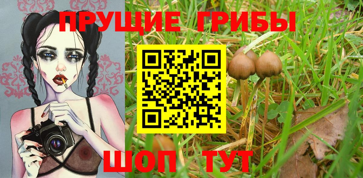 Псилоцибиновые грибы прущие грибы  Вход с VPN  Люберцы  Галлюциногенные грибы GOLDEN TEACHER 